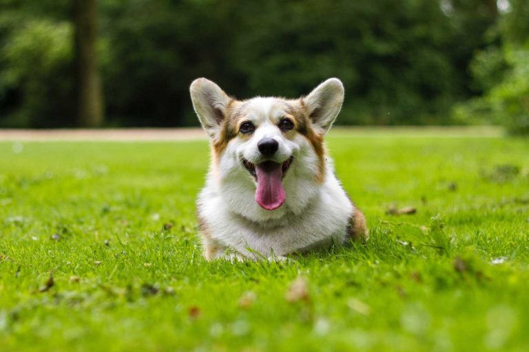 perro estirado en la hierba